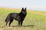 SCHIPPERKE 482